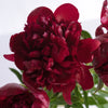 Cranberry Red Peony Flowers June Delivery