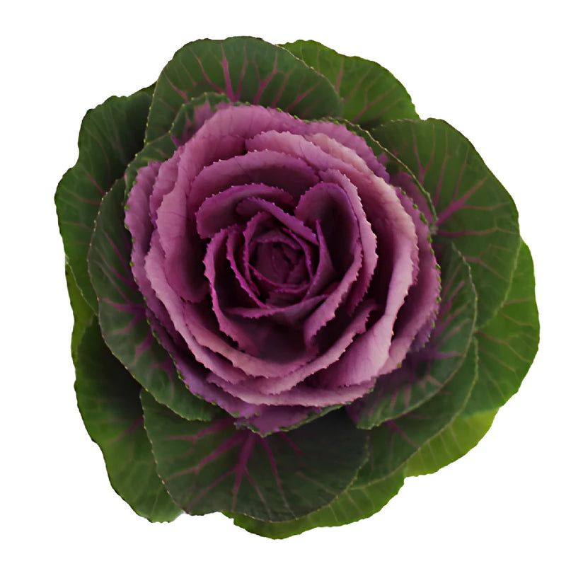Purple and Green Ornamental Kale Flowers