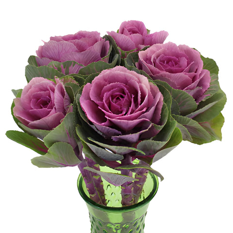 Purple and Green Ornamental Kale Flowers