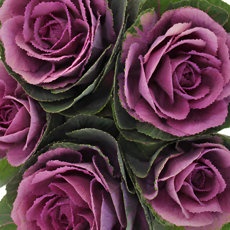 Purple and Green Ornamental Kale Flowers