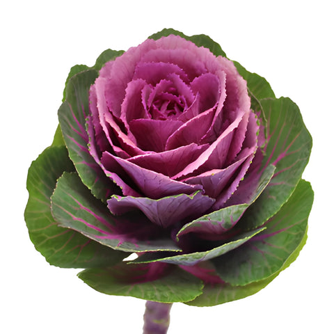 Purple and Green Ornamental Kale Flowers