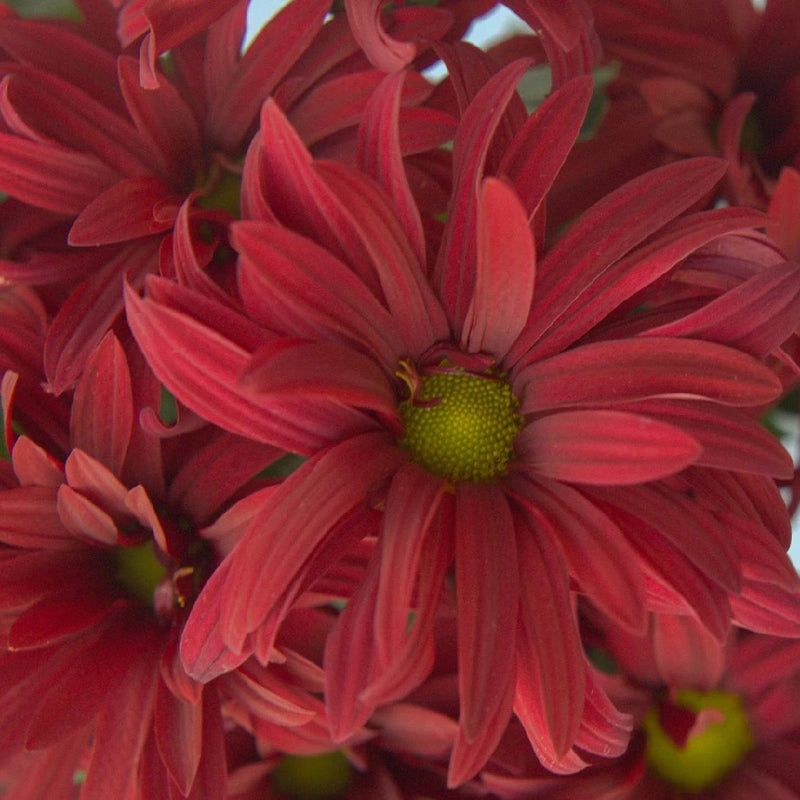 Red Daisy Flower Close Up - Image