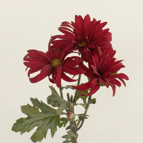 Red Daisy Flower Stem - Image