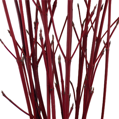 Red Dogwood Branches