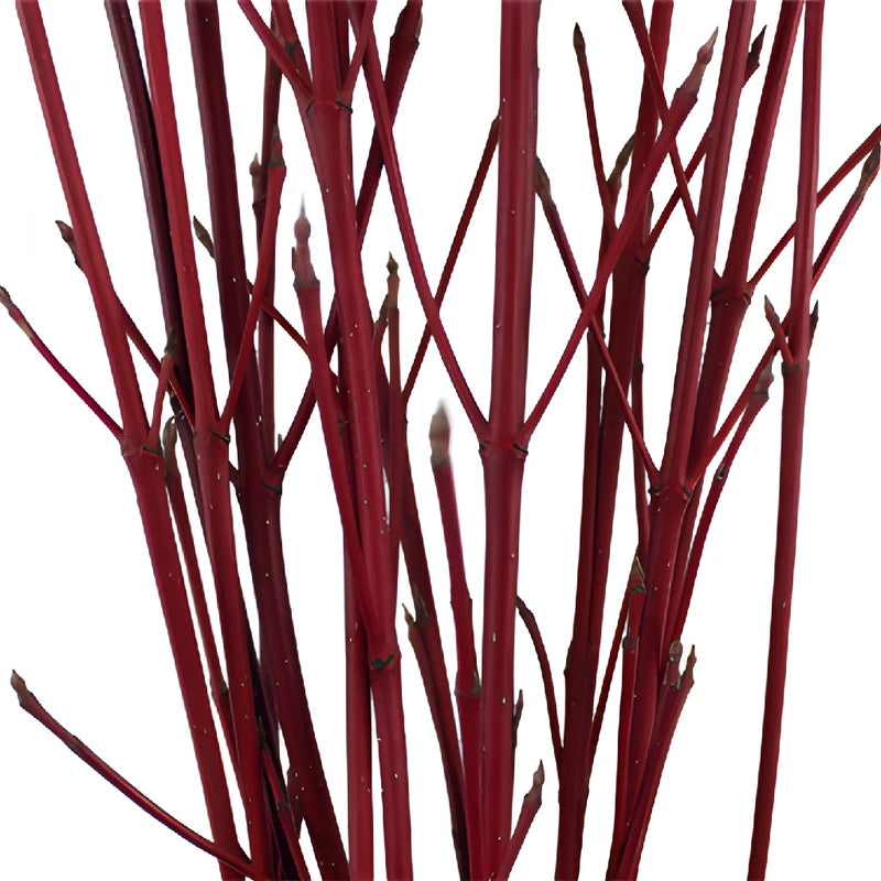 Red Dogwood Branches