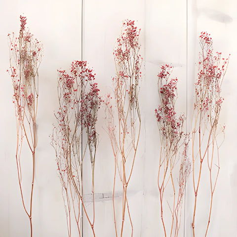 Red Dried Baby's Breath Flower