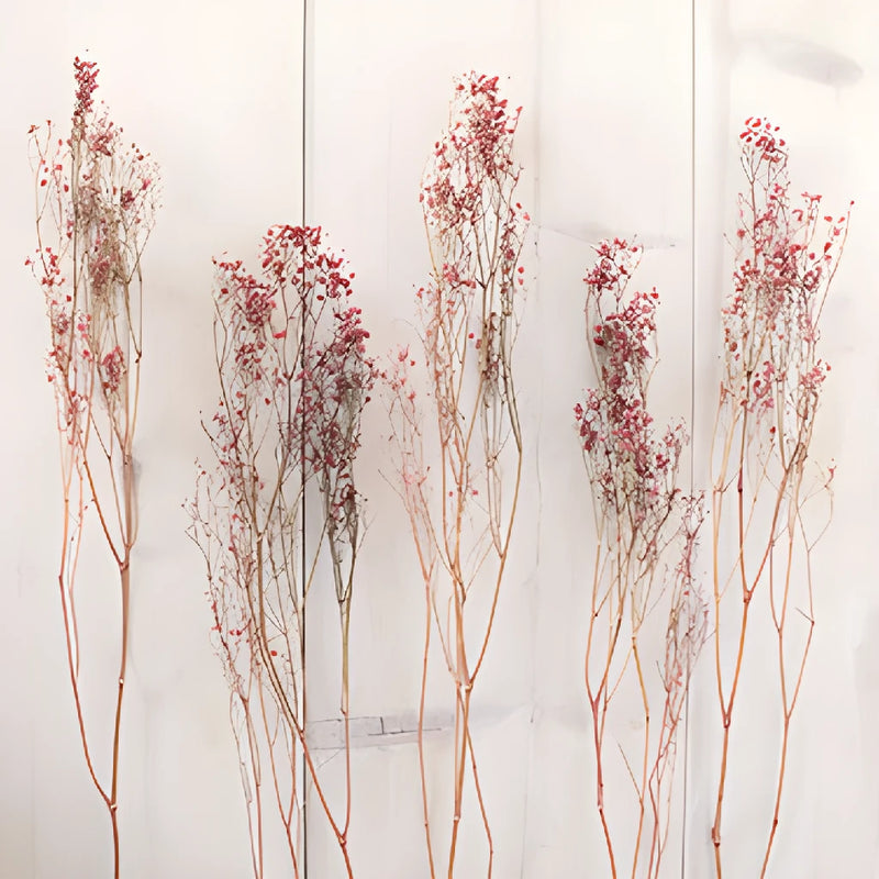 Red Dried Baby's Breath Flower