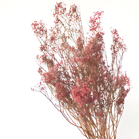 Red Dried Baby's Breath Flower