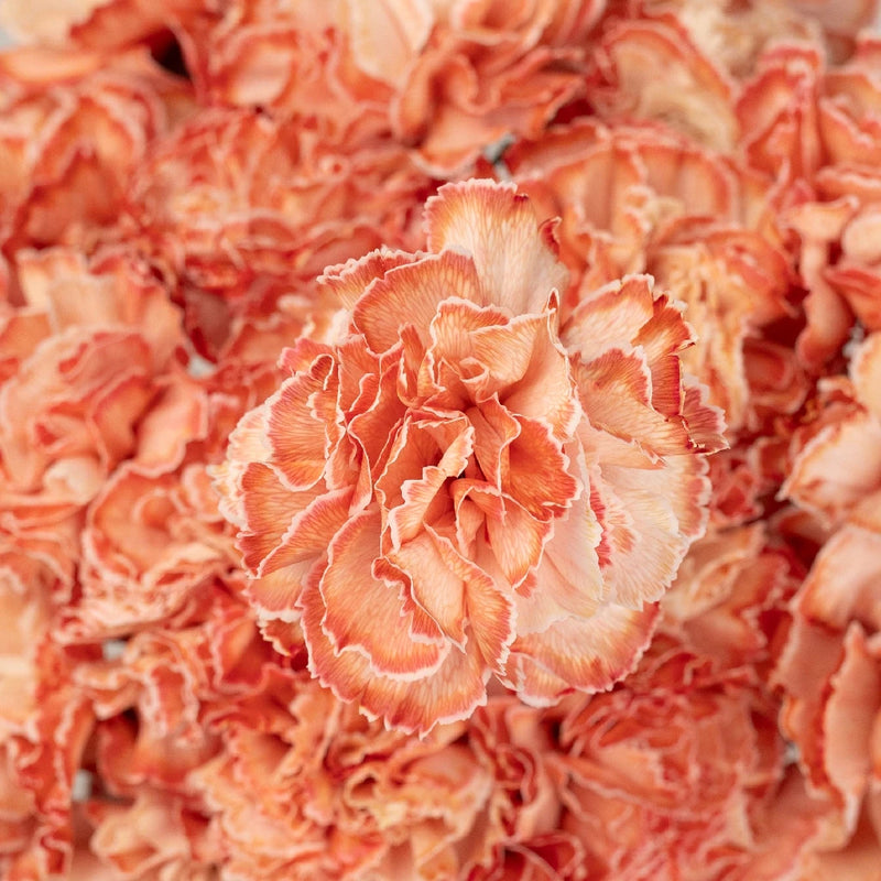 Red Dyed Wholesale Carnation Flowers Close Up - Image