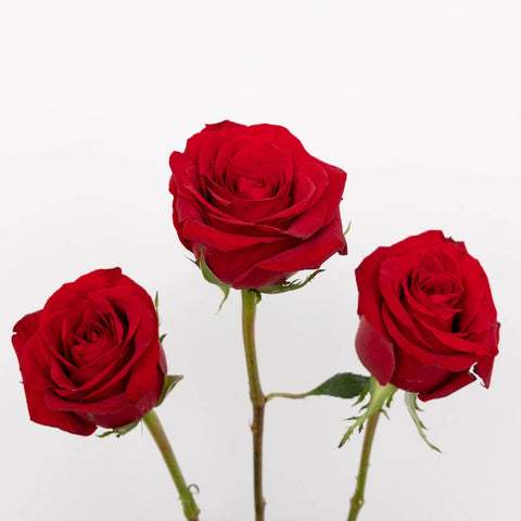 Red Ecuadorian Roses Express Delivery Vase - Image