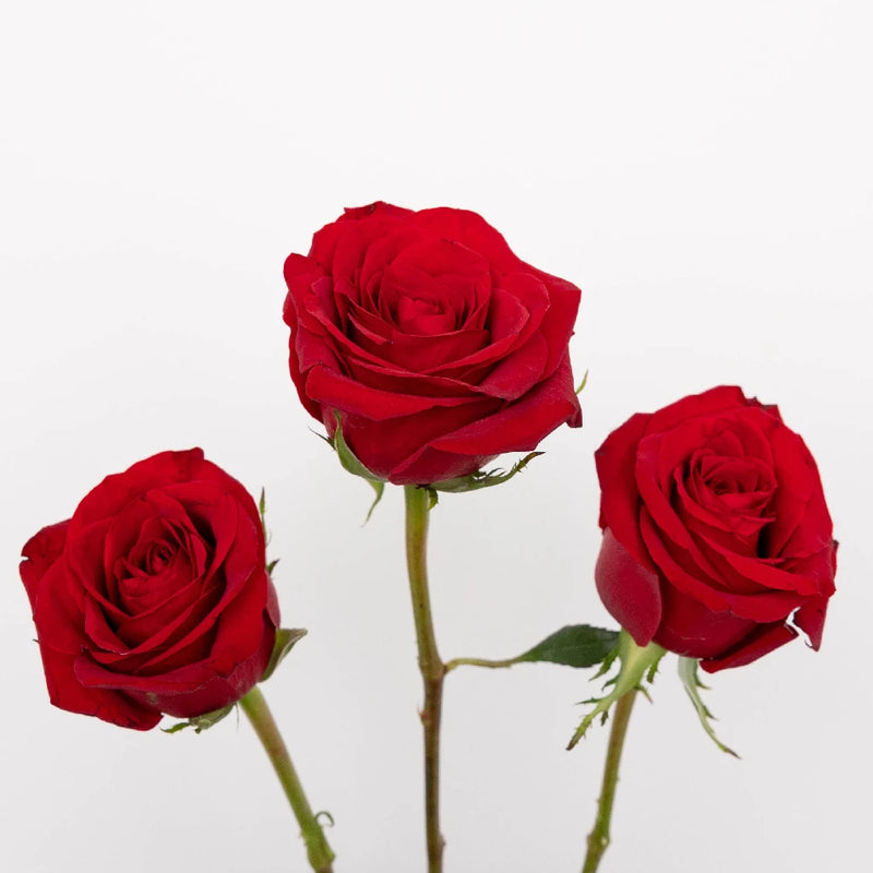 Red Ecuadorian Roses Express Delivery Vase - Image