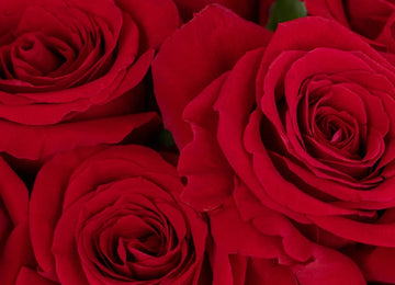 Red Ecuadorian Roses Close Up - Image