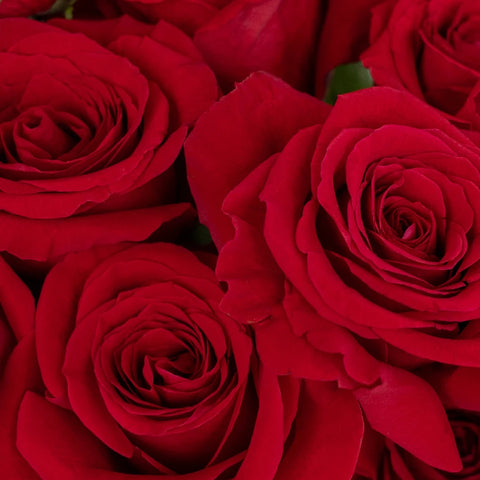 Red Ecuadorian Roses Close Up - Image