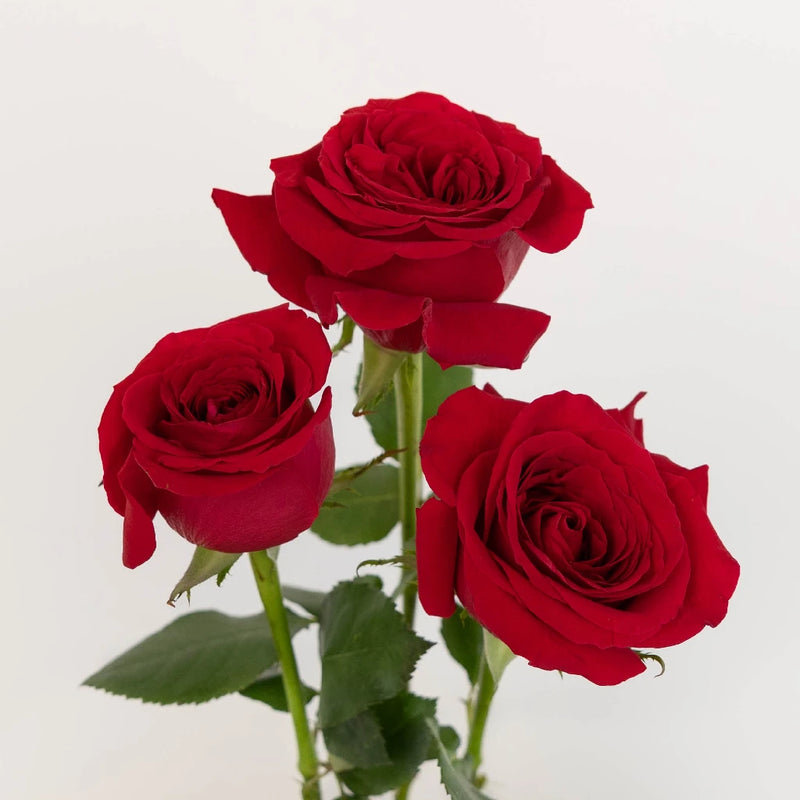 Red Ecuadorian Roses Vase - Image