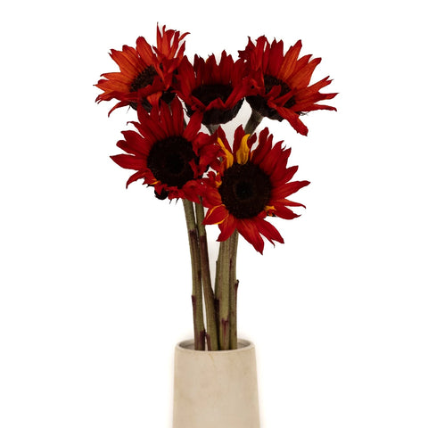 Red Enhanced Sunflowers Stem - Image