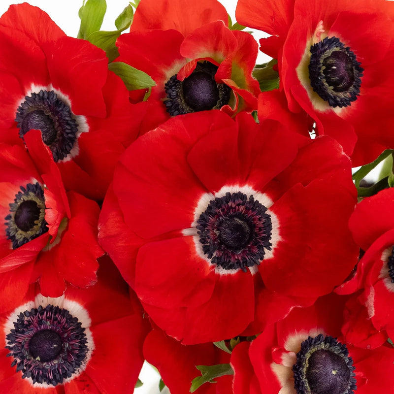 Red Fresh Cut Anemone Flower Close Up - Image