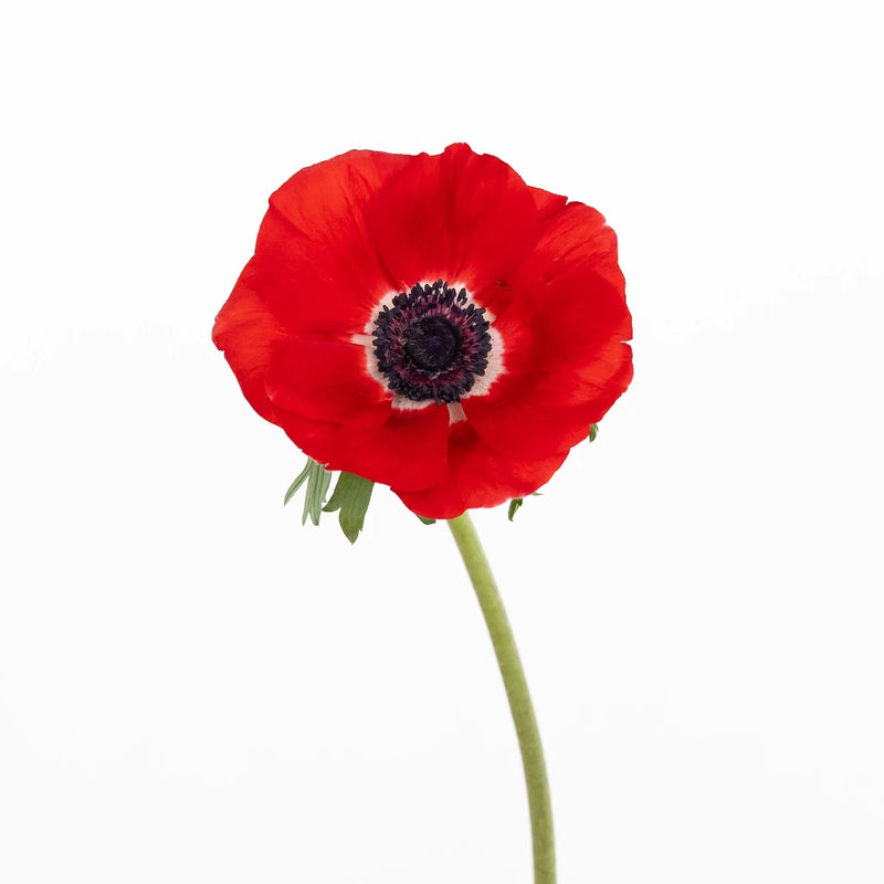 Red Fresh Cut Anemone Flower Stem - Image