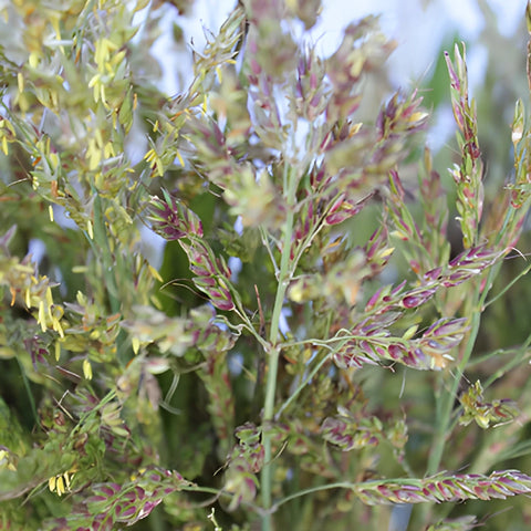 Fresh Red Garnet Bead Millet
