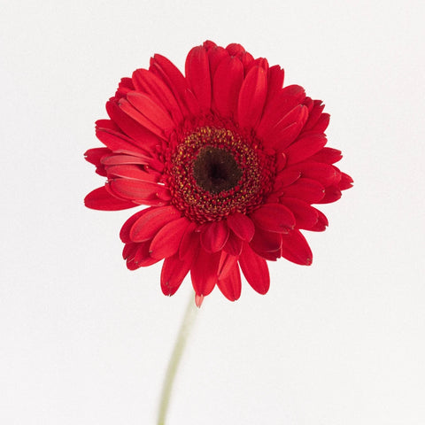 Red Gerbera Daisy Stem - Image