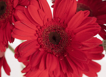 Red Gerbera Daisy - Image