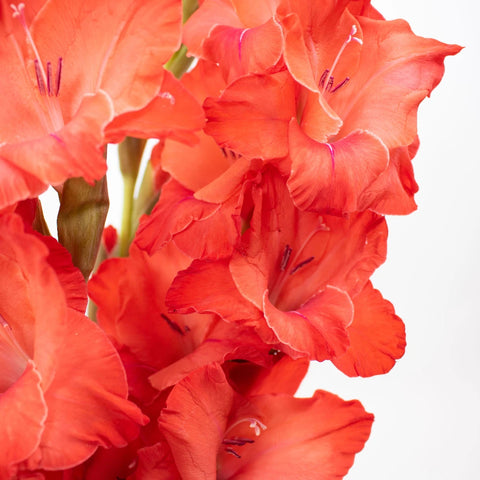 Red Gladiolus Flower Up Close