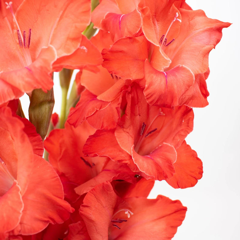 Red Gladiolus Flower Up Close