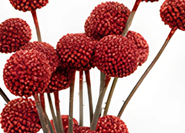 Red Glitter Billy Balls Flower Up Close