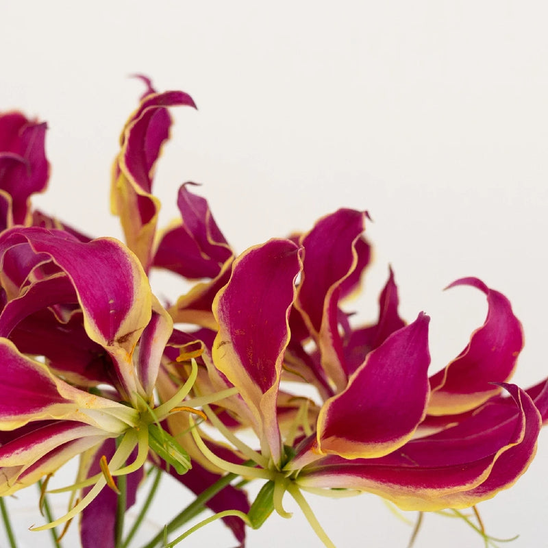 picture of flame lily flower Buy Wholesale Red Gloriosa Lilies in Bulk