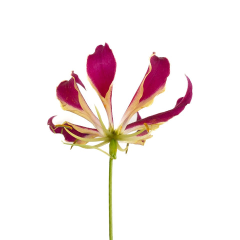 Red Gloriosa Lilies Stem - Image