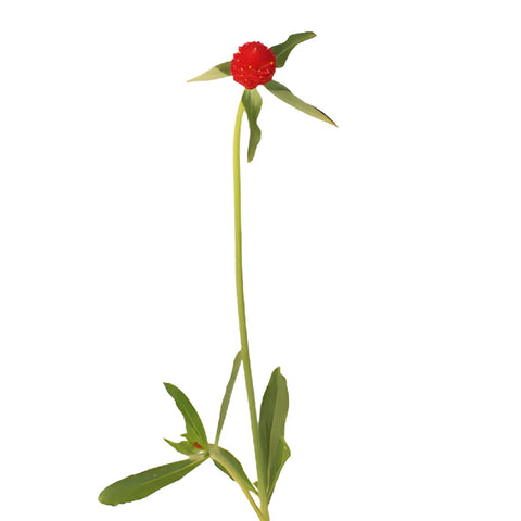 Red Gomphrena Wholesale Flowers