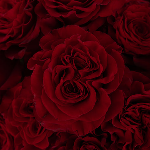 Red Heart Garden Rose Close Up - Image