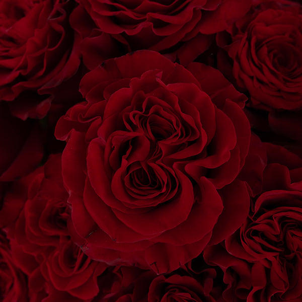 Buy Wholesale Red Hearts Garden Rose in Bulk - FiftyFlowers