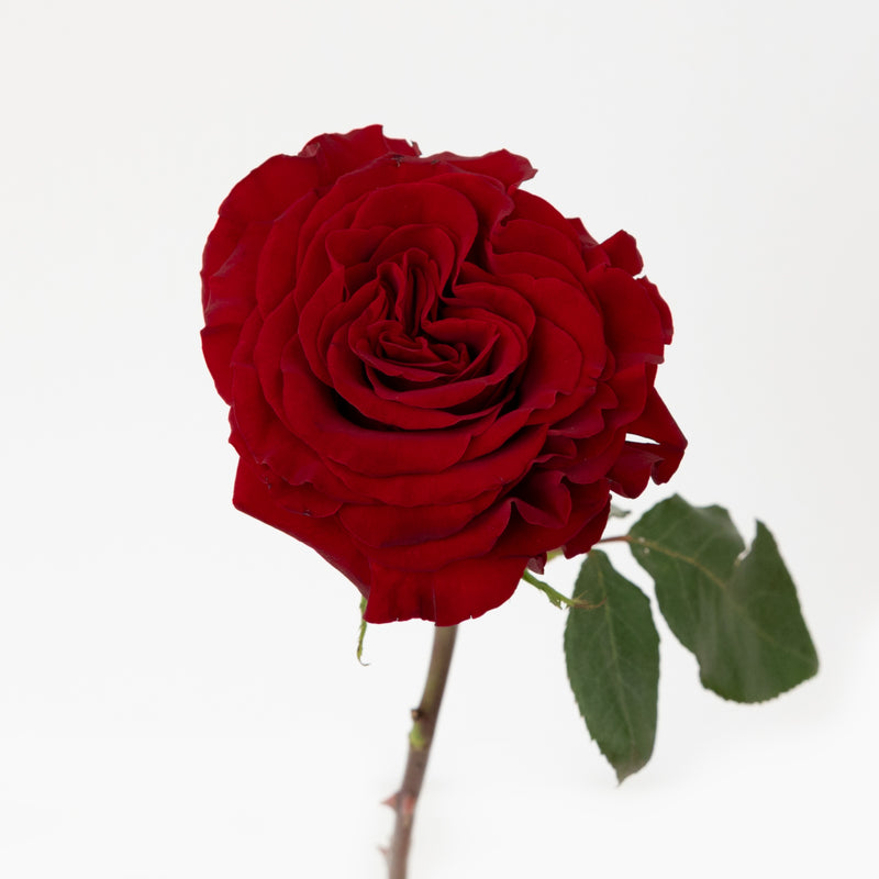 Red Heart Garden Rose Stem - Image