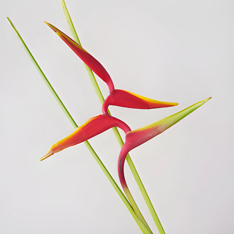 Scarlet Macaw Heliconia Flowers