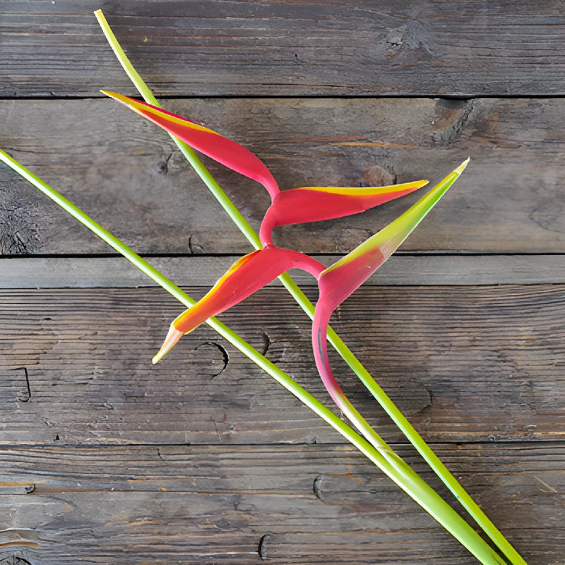 Scarlet Macaw Heliconia Flowers