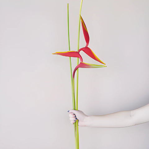 Scarlet Macaw Heliconia Flowers