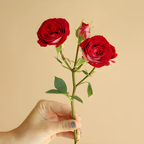 Cherry Pie Red Spray Roses