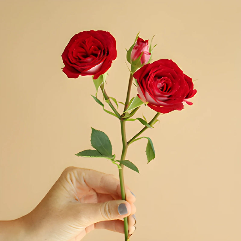 Cherry Pie Red Spray Roses