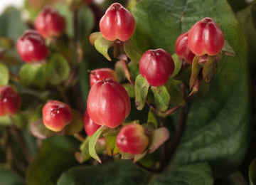 Red hypericum berry DIY wedding flower