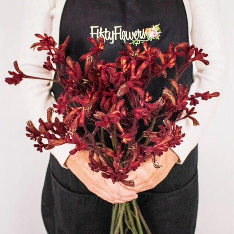 Red Kangaroo Paw Flower Bunch in Hand