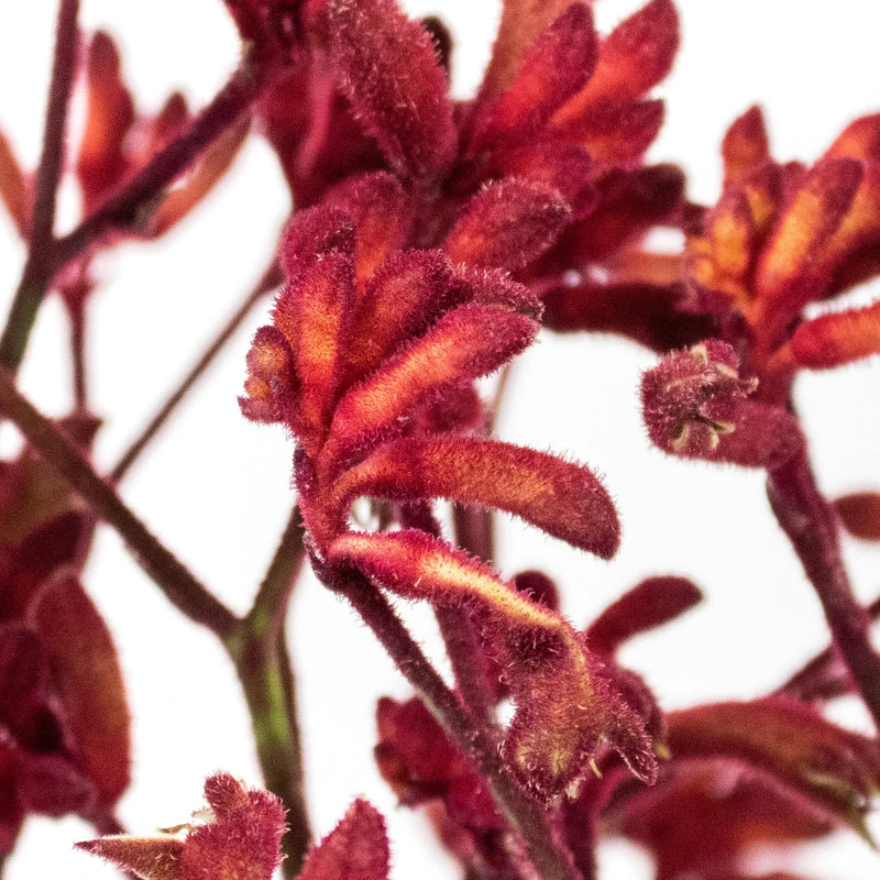 Red Kangaroo Paw Flower Up Close