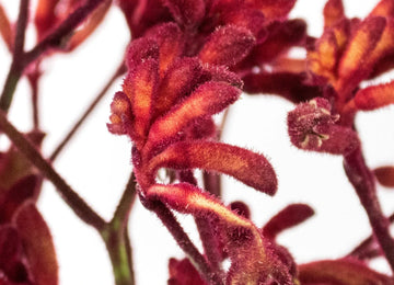 Red Kangaroo Paw Flower Up Close
