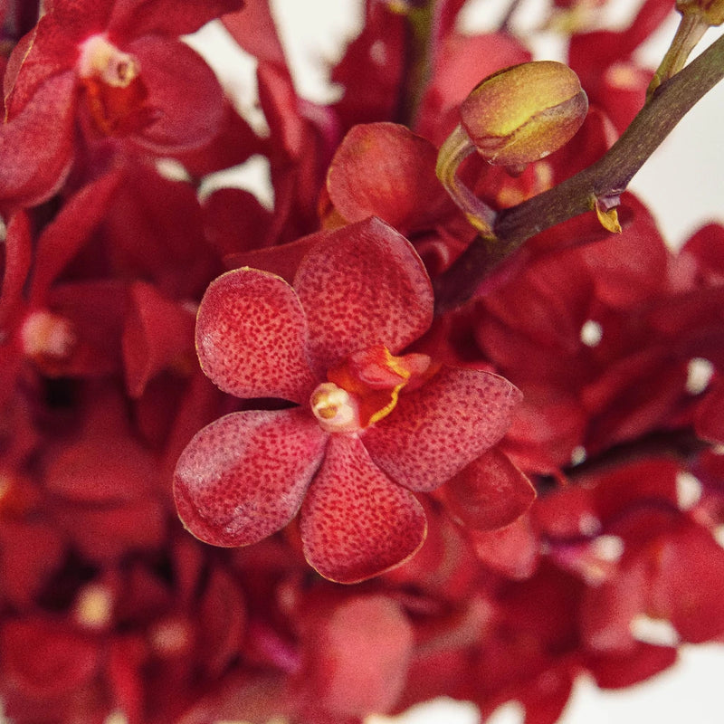 Red Lipstick Mokara Orchid Close Up - Image
