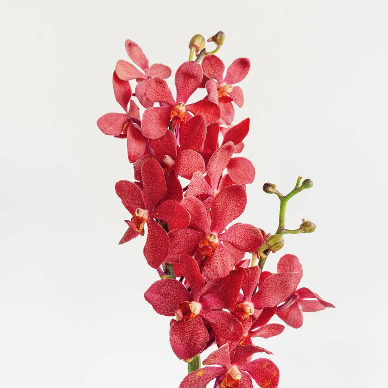 Red Lipstick Mokara Orchid Stem - Image