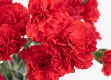 Red Mini Carnation Flower Up Close
