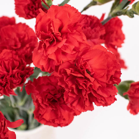 Red Mini Carnation Flower Up Close