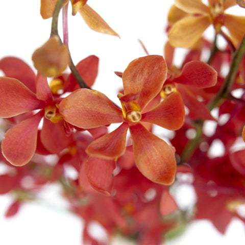 Red Mokara Orchids Flower Close Up - Image