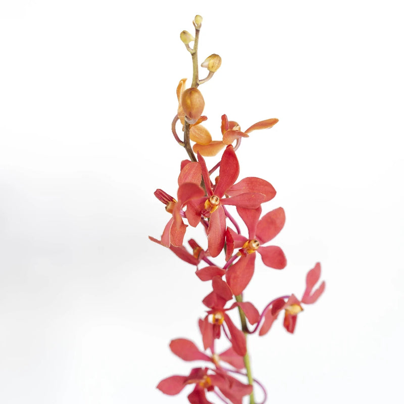 Red Mokara Orchids Flower Stem - Image
