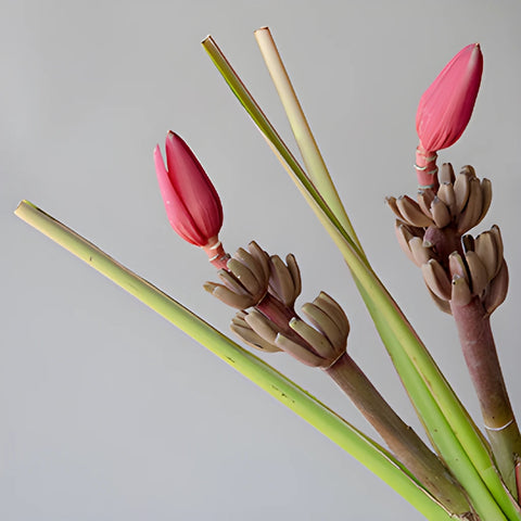 Mauve Musa Tropical Flowering Banana
