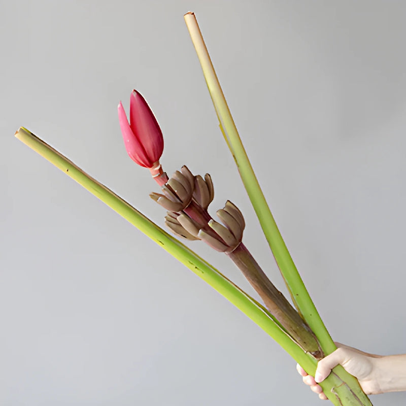 Mauve Musa Tropical Flowering Banana